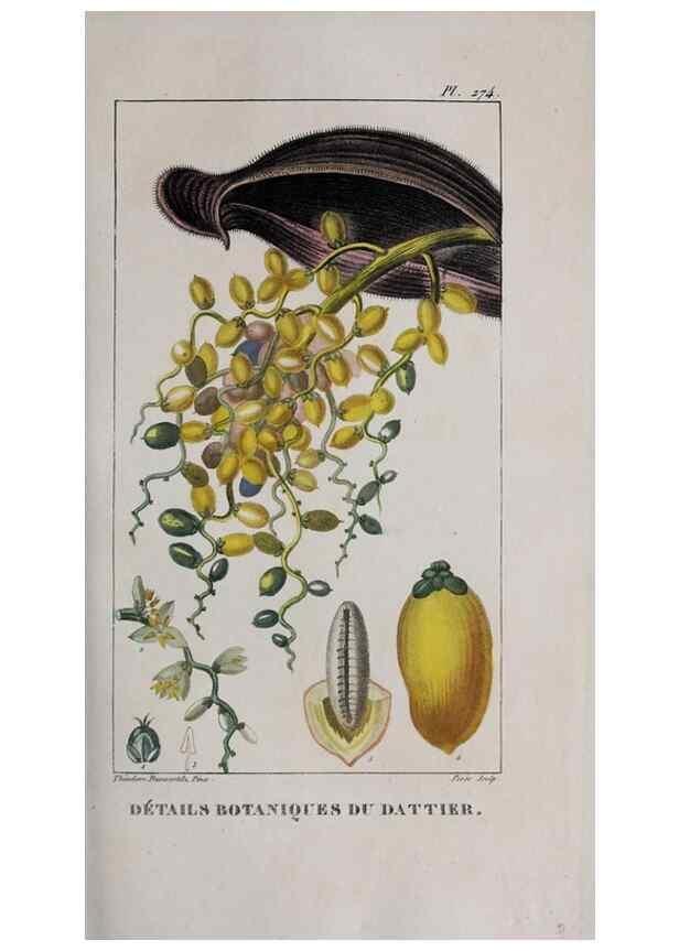 Reproducción/Reproduction 47117979302: Flore pittoresque et médicale des Antilles, ou, Histoire naturelle des plantes usuelles des colonies françaises, anglaises, espagnoles, et portugaises /. Paris :Ches l'Editeur,1833.. 