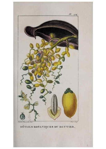 Reproducción/Reproduction 47117979302: Flore pittoresque et médicale des Antilles, ou, Histoire naturelle des plantes usuelles des colonies françaises, anglaises, espagnoles, et portugaises /. Paris :Ches l'Editeur,1833.. 