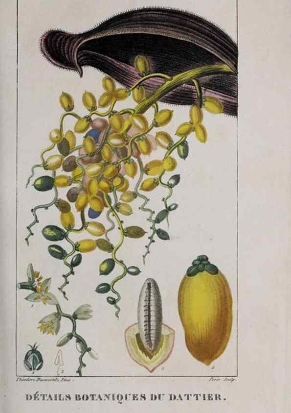 Reproducción/Reproduction 47117979302: Flore pittoresque et médicale des Antilles, ou, Histoire naturelle des plantes usuelles des colonies françaises, anglaises, espagnoles, et portugaises /. Paris :Ches l'Editeur,1833.. 