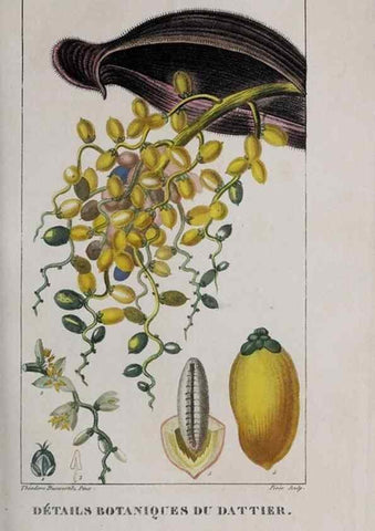Reproducción/Reproduction 47117979302: Flore pittoresque et médicale des Antilles, ou, Histoire naturelle des plantes usuelles des colonies françaises, anglaises, espagnoles, et portugaises /. Paris :Ches l'Editeur,1833.. 