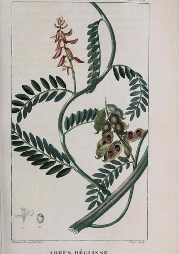 Reproducción/Reproduction 40205083143: Flore pittoresque et médicale des Antilles, ou, Histoire naturelle des plantes usuelles des colonies françaises, anglaises, espagnoles, et portugaises /. Paris :Ches l'Editeur,1833.. 