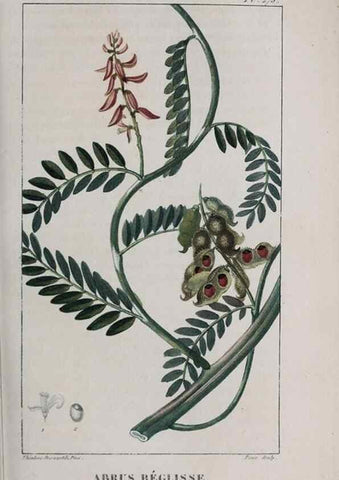 Reproducción/Reproduction 40205083143: Flore pittoresque et médicale des Antilles, ou, Histoire naturelle des plantes usuelles des colonies françaises, anglaises, espagnoles, et portugaises /. Paris :Ches l'Editeur,1833.. 