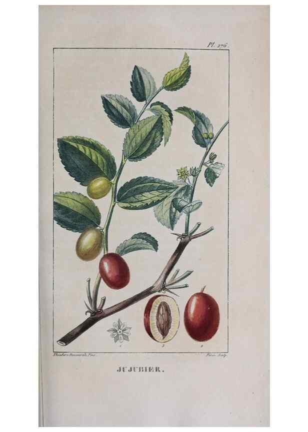 Reproducción/Reproduction 40205083973: Flore pittoresque et médicale des Antilles, ou, Histoire naturelle des plantes usuelles des colonies françaises, anglaises, espagnoles, et portugaises /. Paris :Ches l'Editeur,1833.. 