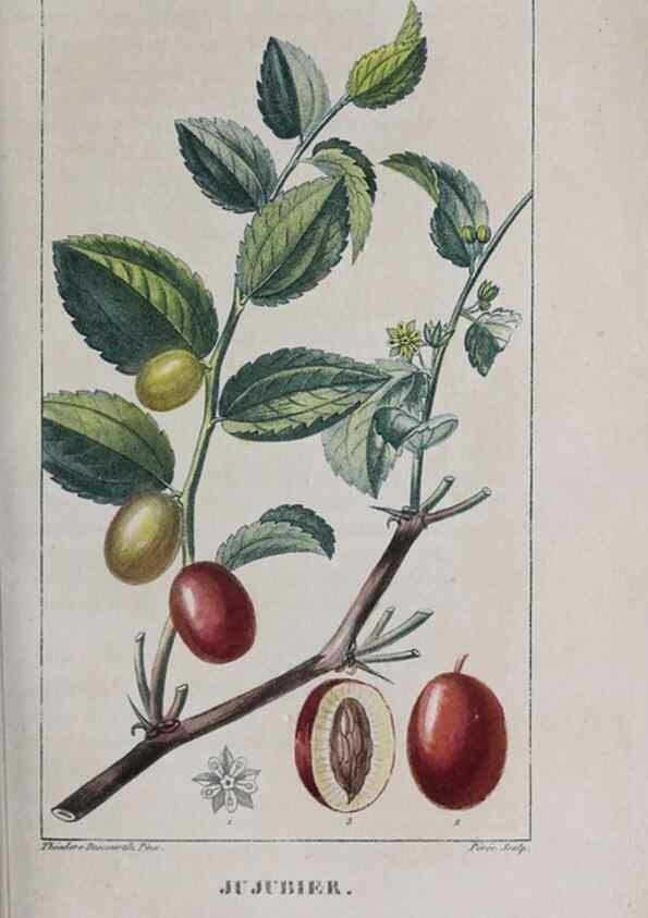 Reproducción/Reproduction 40205083973: Flore pittoresque et médicale des Antilles, ou, Histoire naturelle des plantes usuelles des colonies françaises, anglaises, espagnoles, et portugaises /. Paris :Ches l'Editeur,1833.. 