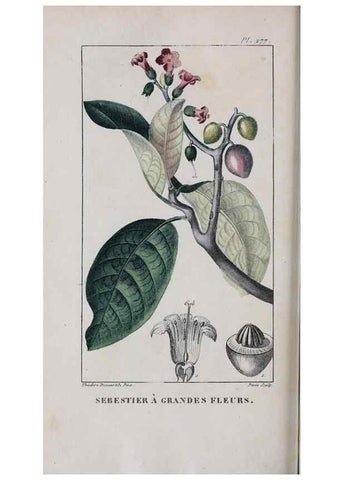 Reproducción/Reproduction 32228145237: Flore pittoresque et médicale des Antilles, ou, Histoire naturelle des plantes usuelles des colonies françaises, anglaises, espagnoles, et portugaises /. Paris :Ches l'Editeur,1833.. 
