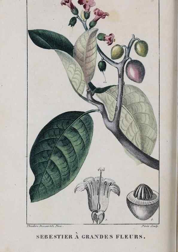 Reproducción/Reproduction 32228145237: Flore pittoresque et médicale des Antilles, ou, Histoire naturelle des plantes usuelles des colonies françaises, anglaises, espagnoles, et portugaises /. Paris :Ches l'Editeur,1833.. 