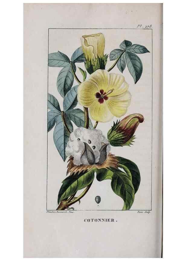 Reproducción/Reproduction 46446446964: Flore pittoresque et médicale des Antilles, ou, Histoire naturelle des plantes usuelles des colonies françaises, anglaises, espagnoles, et portugaises /. Paris :Ches l'Editeur,1833.. 
