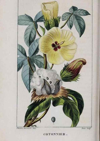 Reproducción/Reproduction 46446446964: Flore pittoresque et médicale des Antilles, ou, Histoire naturelle des plantes usuelles des colonies françaises, anglaises, espagnoles, et portugaises /. Paris :Ches l'Editeur,1833.. 