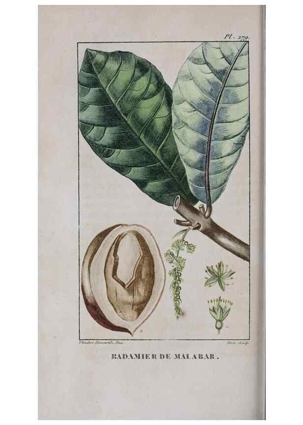 Reproducción/Reproduction 47117982362: Flore pittoresque et médicale des Antilles, ou, Histoire naturelle des plantes usuelles des colonies françaises, anglaises, espagnoles, et portugaises /. Paris :Ches l'Editeur,1833.. 