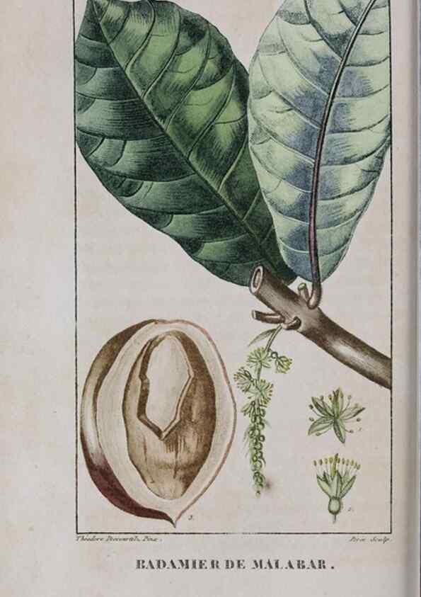 Reproducción/Reproduction 47117982362: Flore pittoresque et médicale des Antilles, ou, Histoire naturelle des plantes usuelles des colonies françaises, anglaises, espagnoles, et portugaises /. Paris :Ches l'Editeur,1833.. 