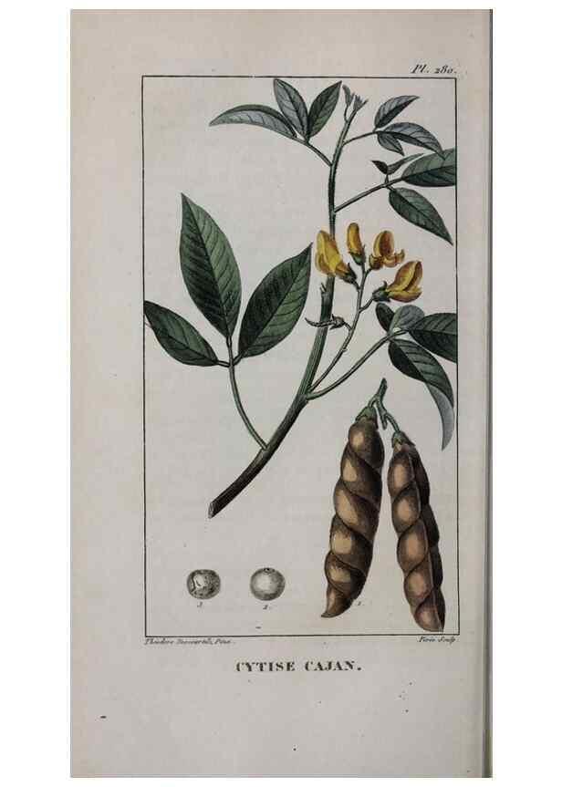 Reproducción/Reproduction 33294747878: Flore pittoresque et médicale des Antilles, ou, Histoire naturelle des plantes usuelles des colonies françaises, anglaises, espagnoles, et portugaises /. Paris :Ches l'Editeur,1833.. 