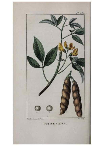 Reproducción/Reproduction 33294747878: Flore pittoresque et médicale des Antilles, ou, Histoire naturelle des plantes usuelles des colonies françaises, anglaises, espagnoles, et portugaises /. Paris :Ches l'Editeur,1833.. 