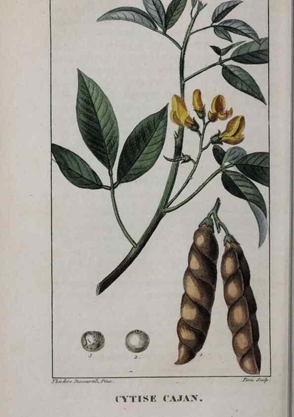 Reproducción/Reproduction 33294747878: Flore pittoresque et médicale des Antilles, ou, Histoire naturelle des plantes usuelles des colonies françaises, anglaises, espagnoles, et portugaises /. Paris :Ches l'Editeur,1833.. 
