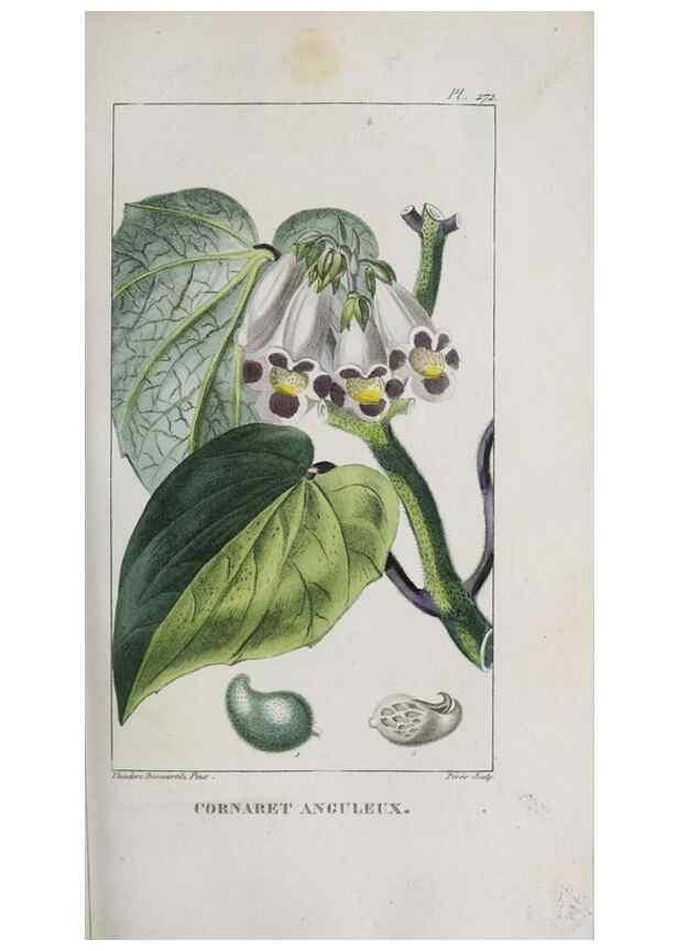 Reproducción/Reproduction 47117977832: Flore pittoresque et médicale des Antilles, ou, Histoire naturelle des plantes usuelles des colonies françaises, anglaises, espagnoles, et portugaises /. Paris :Ches l'Editeur,1833.. 