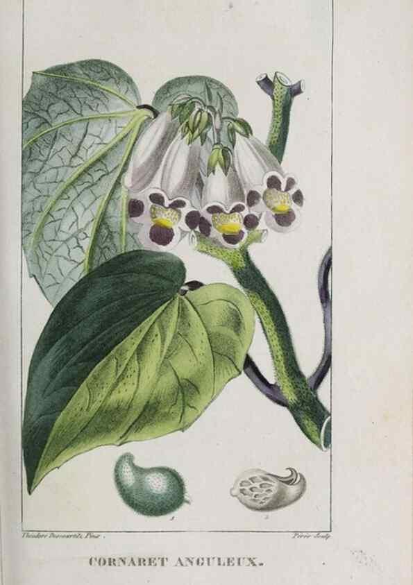 Reproducción/Reproduction 47117977832: Flore pittoresque et médicale des Antilles, ou, Histoire naturelle des plantes usuelles des colonies françaises, anglaises, espagnoles, et portugaises /. Paris :Ches l'Editeur,1833.. 