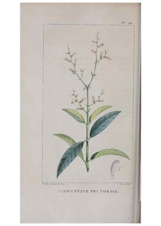 Reproducción/Reproduction 32228147797: Flore pittoresque et médicale des Antilles, ou, Histoire naturelle des plantes usuelles des colonies françaises, anglaises, espagnoles, et portugaises /. Paris :Ches l'Editeur,1833.. 