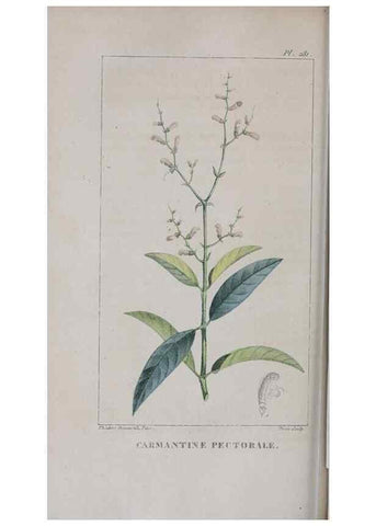Reproducción/Reproduction 32228147797: Flore pittoresque et médicale des Antilles, ou, Histoire naturelle des plantes usuelles des colonies françaises, anglaises, espagnoles, et portugaises /. Paris :Ches l'Editeur,1833.. 