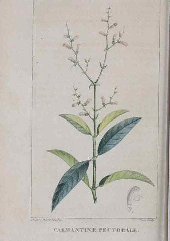 Reproducción/Reproduction 32228147797: Flore pittoresque et médicale des Antilles, ou, Histoire naturelle des plantes usuelles des colonies françaises, anglaises, espagnoles, et portugaises /. Paris :Ches l'Editeur,1833.. 