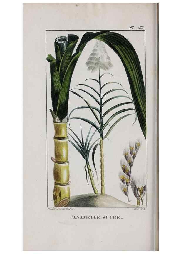 Reproducción/Reproduction 46446451364: Flore pittoresque et médicale des Antilles, ou, Histoire naturelle des plantes usuelles des colonies françaises, anglaises, espagnoles, et portugaises /. Paris :Ches l'Editeur,1833.. 