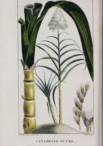 Reproducción/Reproduction 46446451364: Flore pittoresque et médicale des Antilles, ou, Histoire naturelle des plantes usuelles des colonies françaises, anglaises, espagnoles, et portugaises /. Paris :Ches l'Editeur,1833.. 