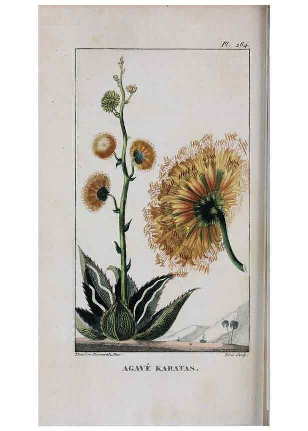Reproducción/Reproduction 47117986562: Flore pittoresque et médicale des Antilles, ou, Histoire naturelle des plantes usuelles des colonies françaises, anglaises, espagnoles, et portugaises /. Paris :Ches l'Editeur,1833.. 