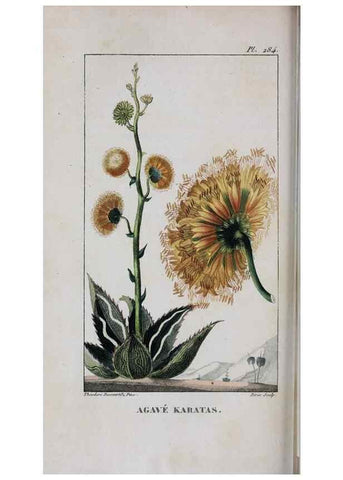 Reproducción/Reproduction 47117986562: Flore pittoresque et médicale des Antilles, ou, Histoire naturelle des plantes usuelles des colonies françaises, anglaises, espagnoles, et portugaises /. Paris :Ches l'Editeur,1833.. 