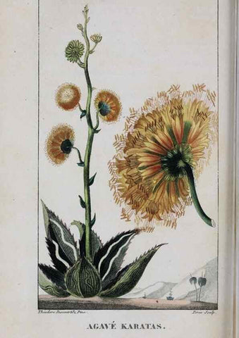 Reproducción/Reproduction 47117986562: Flore pittoresque et médicale des Antilles, ou, Histoire naturelle des plantes usuelles des colonies françaises, anglaises, espagnoles, et portugaises /. Paris :Ches l'Editeur,1833.. 