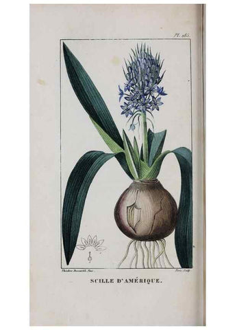 Reproducción/Reproduction 46255870625: Flore pittoresque et médicale des Antilles, ou, Histoire naturelle des plantes usuelles des colonies françaises, anglaises, espagnoles, et portugaises /. Paris :Ches l'Editeur,1833.. 