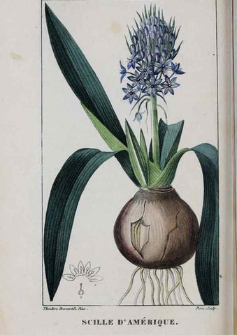 Reproducción/Reproduction 46255870625: Flore pittoresque et médicale des Antilles, ou, Histoire naturelle des plantes usuelles des colonies françaises, anglaises, espagnoles, et portugaises /. Paris :Ches l'Editeur,1833.. 