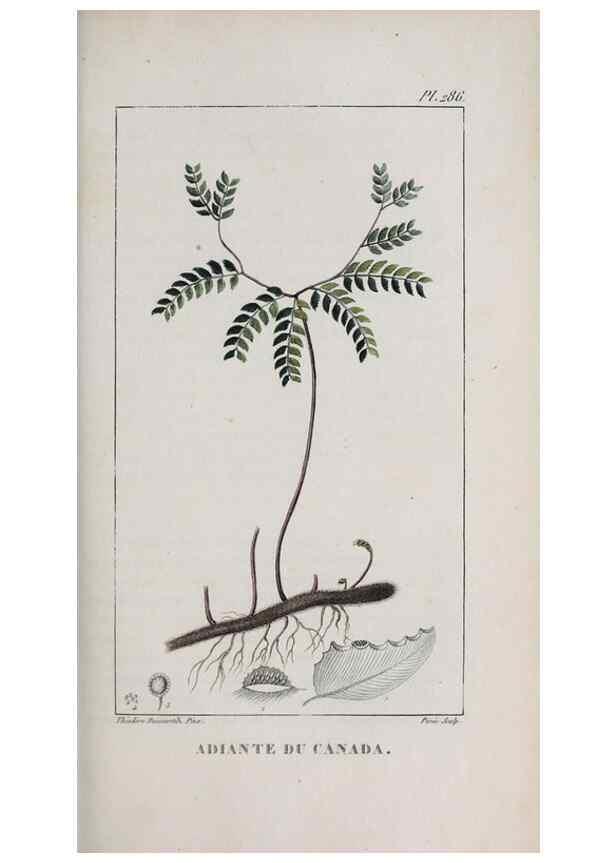 Reproducción/Reproduction 47170006031: Flore pittoresque et médicale des Antilles, ou, Histoire naturelle des plantes usuelles des colonies françaises, anglaises, espagnoles, et portugaises /. Paris :Ches l'Editeur,1833.. 