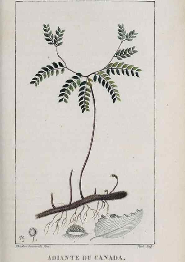 Reproducción/Reproduction 47170006031: Flore pittoresque et médicale des Antilles, ou, Histoire naturelle des plantes usuelles des colonies françaises, anglaises, espagnoles, et portugaises /. Paris :Ches l'Editeur,1833.. 