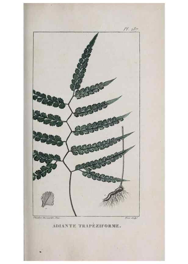 Reproducción/Reproduction 46446454944: Flore pittoresque et médicale des Antilles, ou, Histoire naturelle des plantes usuelles des colonies françaises, anglaises, espagnoles, et portugaises /. Paris :Ches l'Editeur,1833.. 
