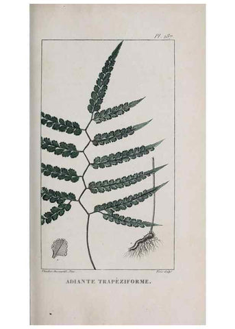 Reproducción/Reproduction 46446454944: Flore pittoresque et médicale des Antilles, ou, Histoire naturelle des plantes usuelles des colonies françaises, anglaises, espagnoles, et portugaises /. Paris :Ches l'Editeur,1833.. 
