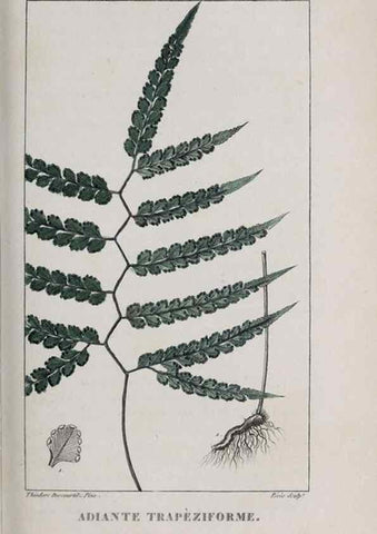 Reproducción/Reproduction 46446454944: Flore pittoresque et médicale des Antilles, ou, Histoire naturelle des plantes usuelles des colonies françaises, anglaises, espagnoles, et portugaises /. Paris :Ches l'Editeur,1833.. 