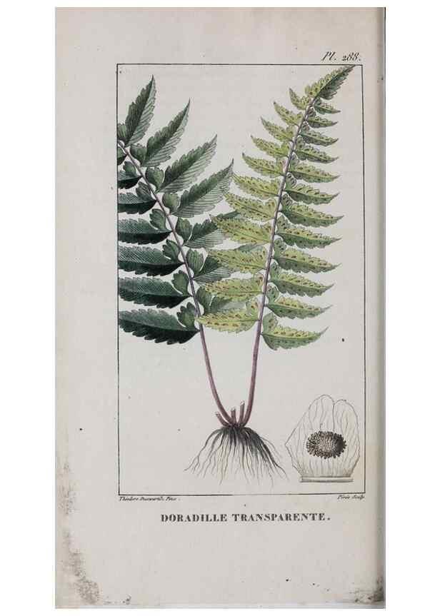 Reproducción/Reproduction 47170008081: Flore pittoresque et médicale des Antilles, ou, Histoire naturelle des plantes usuelles des colonies françaises, anglaises, espagnoles, et portugaises /. Paris :Ches l'Editeur,1833.. 