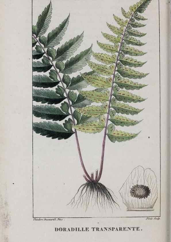 Reproducción/Reproduction 47170008081: Flore pittoresque et médicale des Antilles, ou, Histoire naturelle des plantes usuelles des colonies françaises, anglaises, espagnoles, et portugaises /. Paris :Ches l'Editeur,1833.. 