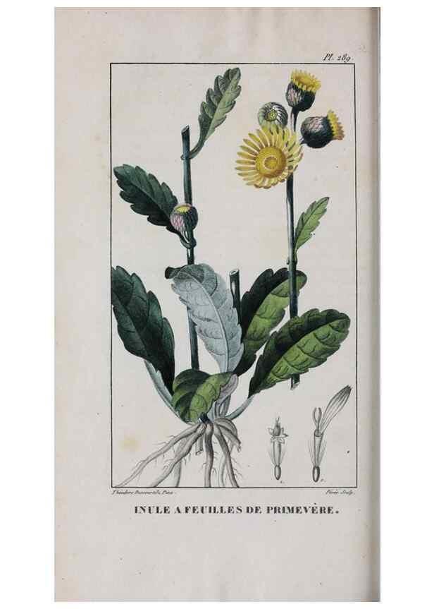 Reproducción/Reproduction 40205097273: Flore pittoresque et médicale des Antilles, ou, Histoire naturelle des plantes usuelles des colonies françaises, anglaises, espagnoles, et portugaises /. Paris :Ches l'Editeur,1833.. 