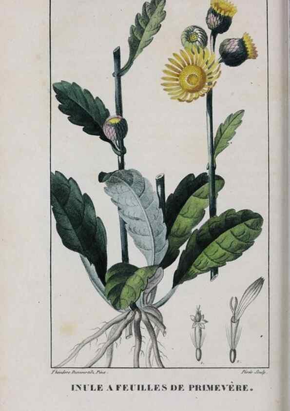 Reproducción/Reproduction 40205097273: Flore pittoresque et médicale des Antilles, ou, Histoire naturelle des plantes usuelles des colonies françaises, anglaises, espagnoles, et portugaises /. Paris :Ches l'Editeur,1833.. 
