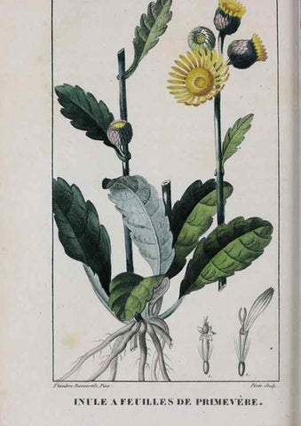 Reproducción/Reproduction 40205097273: Flore pittoresque et médicale des Antilles, ou, Histoire naturelle des plantes usuelles des colonies françaises, anglaises, espagnoles, et portugaises /. Paris :Ches l'Editeur,1833.. 