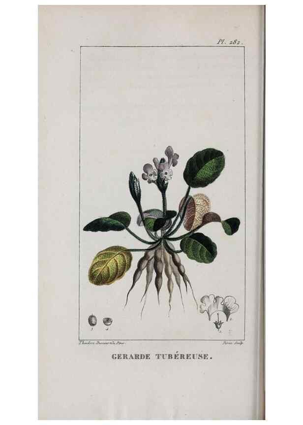 Reproducción/Reproduction 46255867505: Flore pittoresque et médicale des Antilles, ou, Histoire naturelle des plantes usuelles des colonies françaises, anglaises, espagnoles, et portugaises /. Paris :Ches l'Editeur,1833.. 