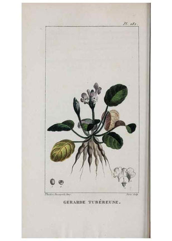 Reproducción/Reproduction 46255867505: Flore pittoresque et médicale des Antilles, ou, Histoire naturelle des plantes usuelles des colonies françaises, anglaises, espagnoles, et portugaises /. Paris :Ches l'Editeur,1833.. 