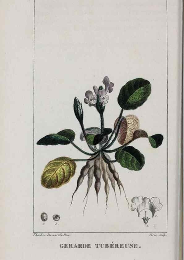 Reproducción/Reproduction 46255867505: Flore pittoresque et médicale des Antilles, ou, Histoire naturelle des plantes usuelles des colonies françaises, anglaises, espagnoles, et portugaises /. Paris :Ches l'Editeur,1833.. 