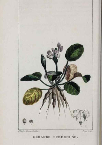 Reproducción/Reproduction 46255867505: Flore pittoresque et médicale des Antilles, ou, Histoire naturelle des plantes usuelles des colonies françaises, anglaises, espagnoles, et portugaises /. Paris :Ches l'Editeur,1833.. 