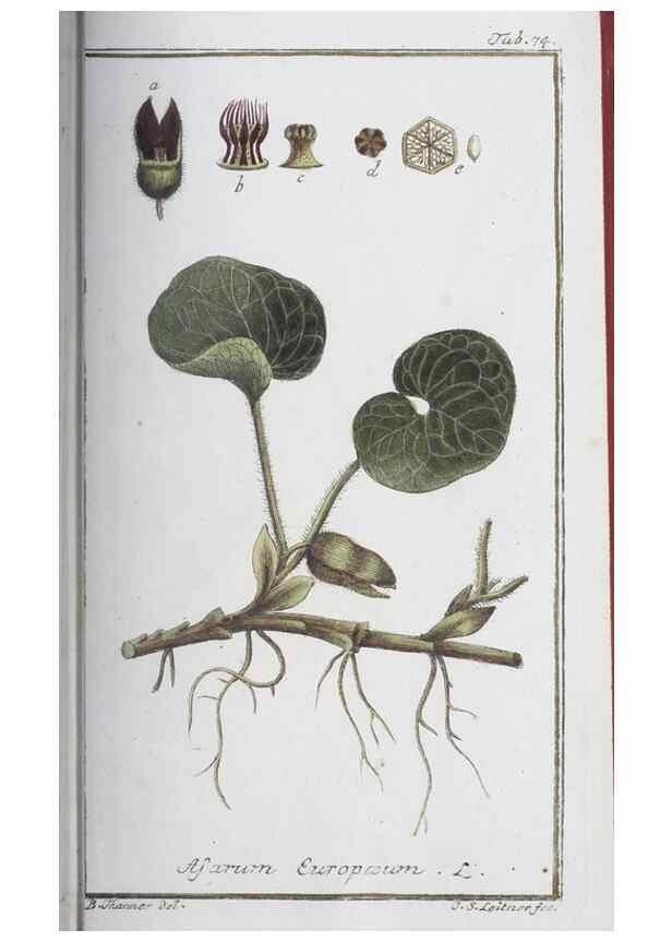 Reproducción/Reproduction 47127167642: Icones plantarum medicinalium.. Nürnberg :auf Kosten der Raspischen Buchhandlung,1779-1790. 