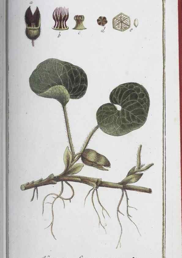 Reproducción/Reproduction 47127167642: Icones plantarum medicinalium.. Nürnberg :auf Kosten der Raspischen Buchhandlung,1779-1790. 