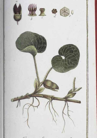Reproducción/Reproduction 47127167642: Icones plantarum medicinalium.. Nürnberg :auf Kosten der Raspischen Buchhandlung,1779-1790. 
