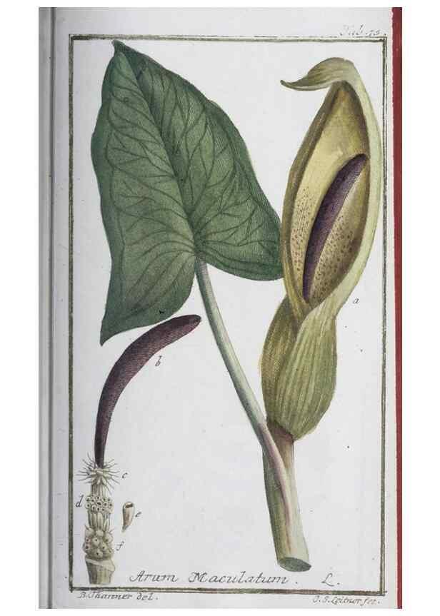 Reproducción/Reproduction 33303733678: Icones plantarum medicinalium.. Nürnberg :auf Kosten der Raspischen Buchhandlung,1779-1790. 