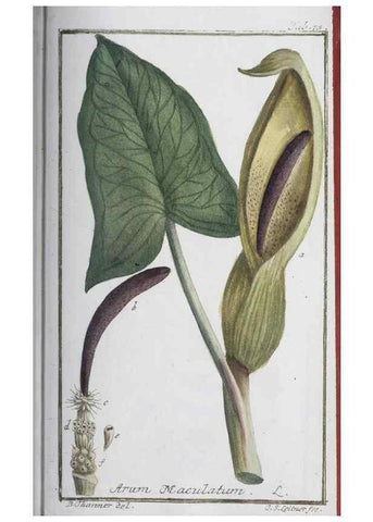 Reproducción/Reproduction 33303733678: Icones plantarum medicinalium.. Nürnberg :auf Kosten der Raspischen Buchhandlung,1779-1790. 