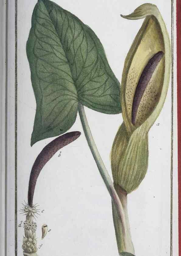 Reproducción/Reproduction 33303733678: Icones plantarum medicinalium.. Nürnberg :auf Kosten der Raspischen Buchhandlung,1779-1790. 
