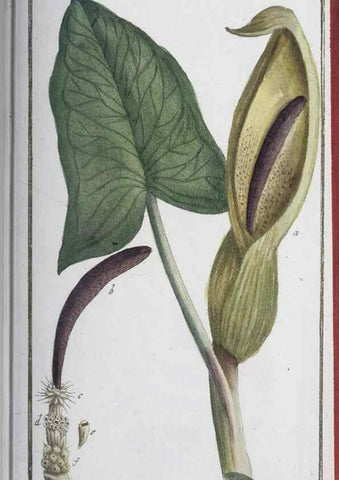 Reproducción/Reproduction 33303733678: Icones plantarum medicinalium.. Nürnberg :auf Kosten der Raspischen Buchhandlung,1779-1790. 
